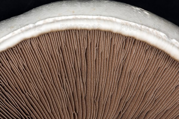 Close-up of the brown lamellae of a horse mushroom