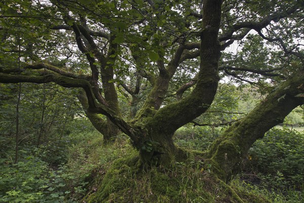 Sessile oak