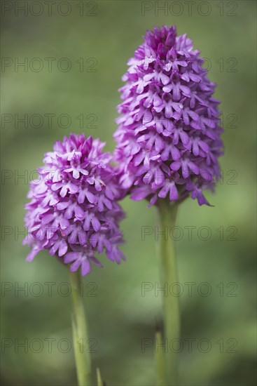 Pyramidal orchid