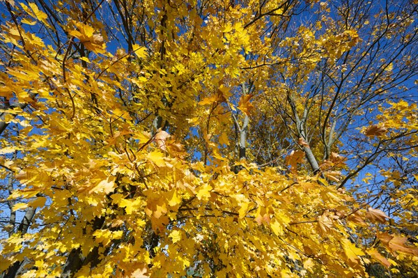 Norway maple