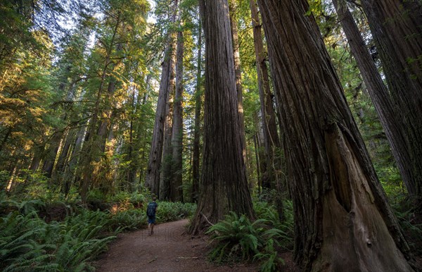 Hiker on trail through forest with coast redwoods