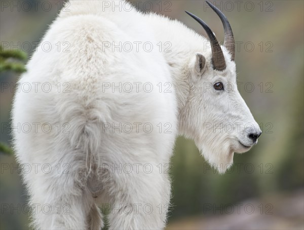 Mountain goat