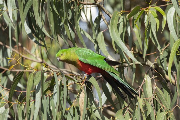 Australian king parrot