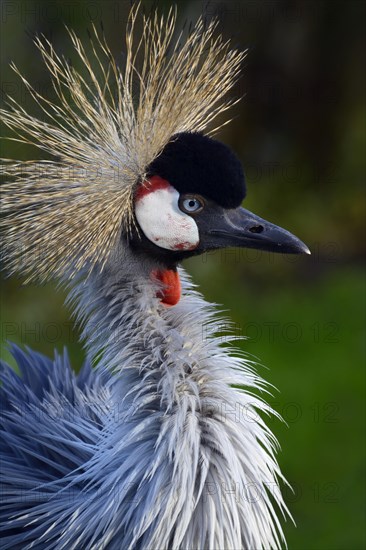 Black crowned crane