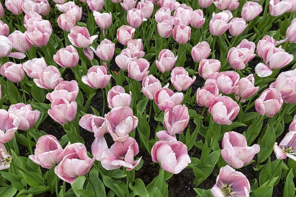 Pink tulips