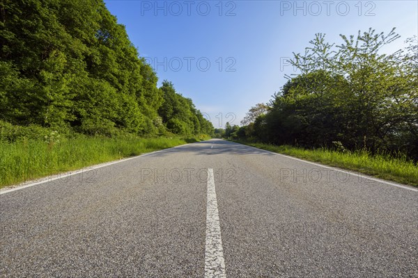 Country Road in Spring