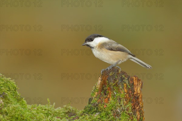 Willow tit