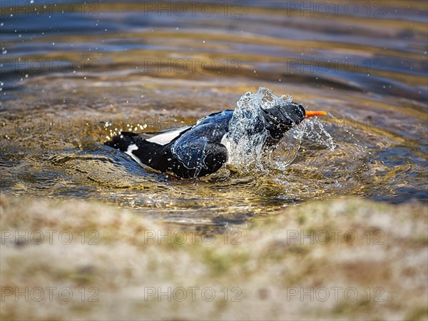 Eurasian oystercatcher