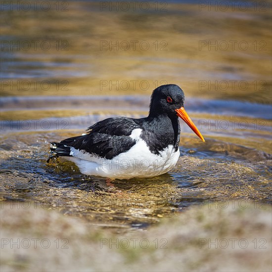 Eurasian oystercatcher