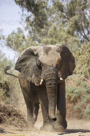 African Elephant