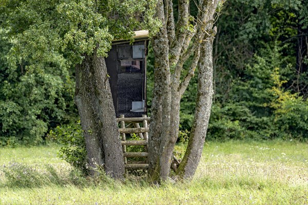 High seat hidden in a group of trees at the edge of the forest