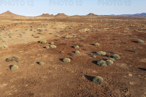 Arid land after years of drought planted with poisonous and resistant Damara milkbush