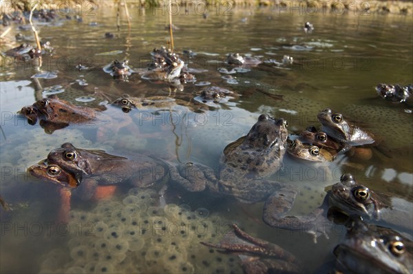 Common frog