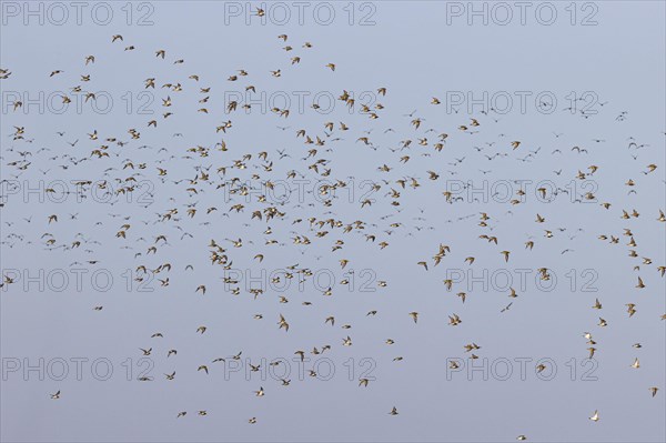 European golden plover