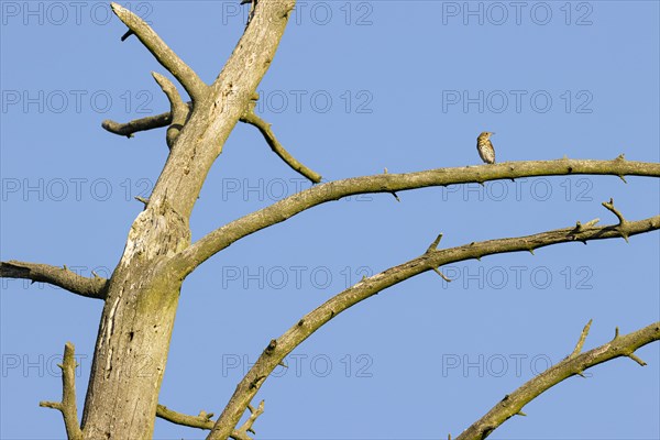 Song thrush