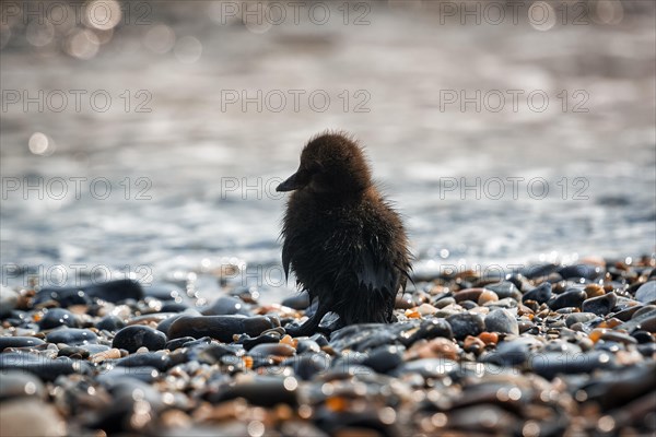 Common eider