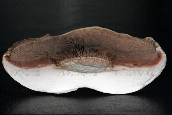 Close-up of the brown lamellae of a halved horse mushroom