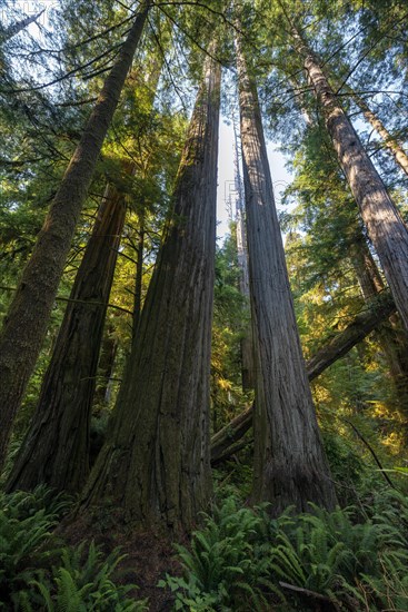 Coast redwoods