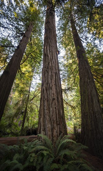 Coast redwoods