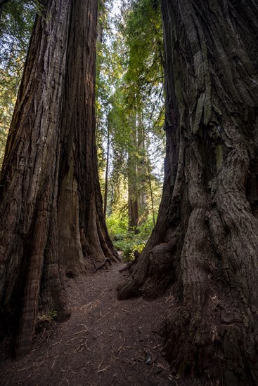 Trunks of two redwoods