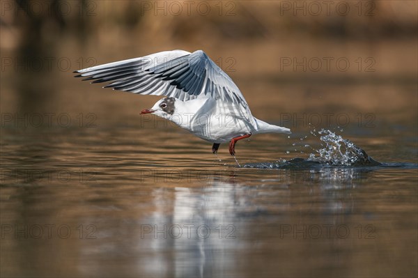 Black-headed Gull