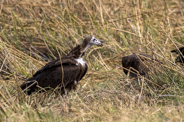 Hooded vulture