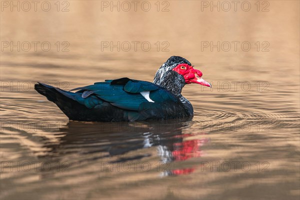 Muscovy Duck