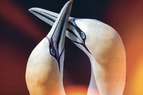 Northern gannet