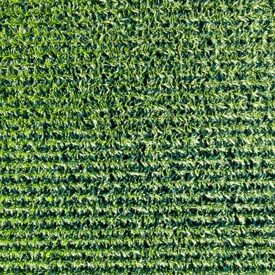 Maize field Maize field drone shot in Stuttgart