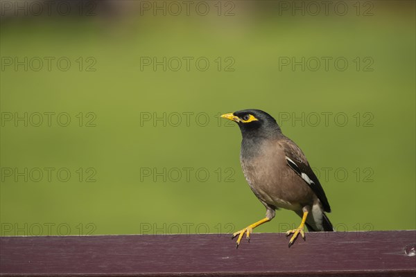 Common myna