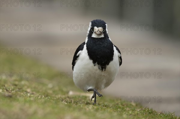 Magpie-lark