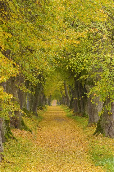 Lime Tree Avenue in Autumn