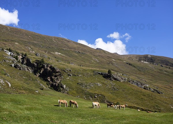 Haflinger on the alpine pasture in the Rofental