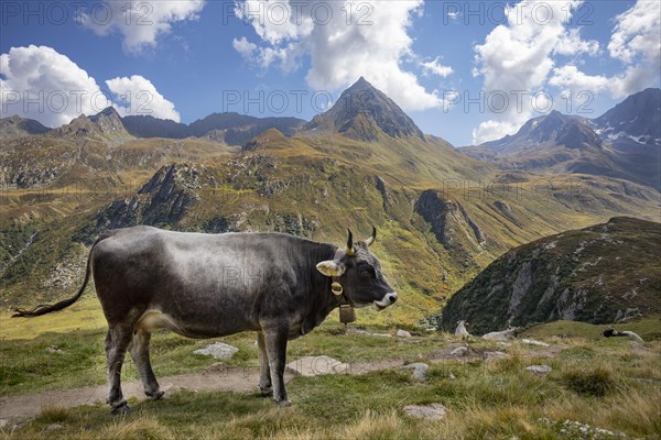 Alpine pasture farming