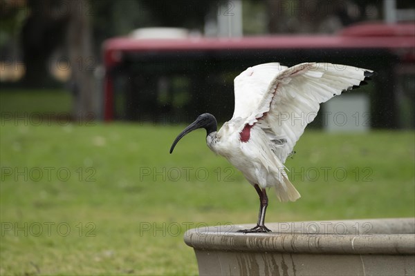 Australian white ibis