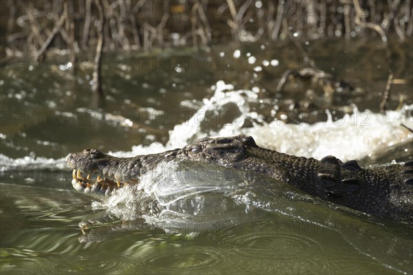 Saltwater crocodile