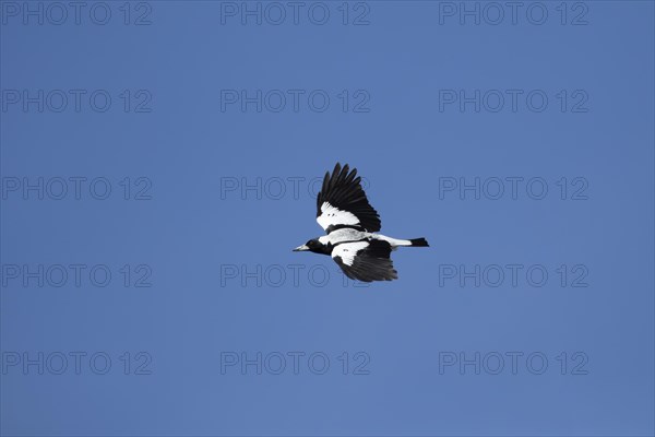 Australian magpie