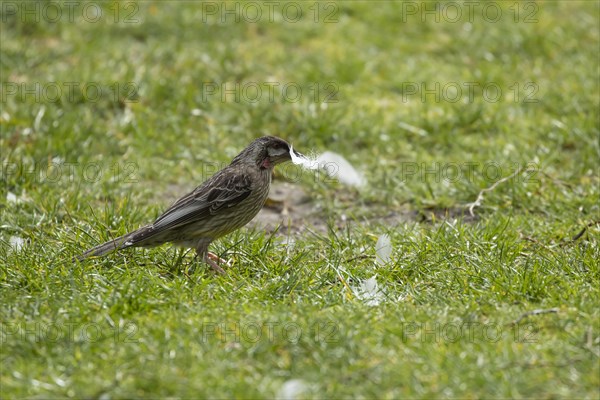 Red wattlebird