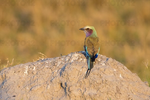 Lilac breasted roller