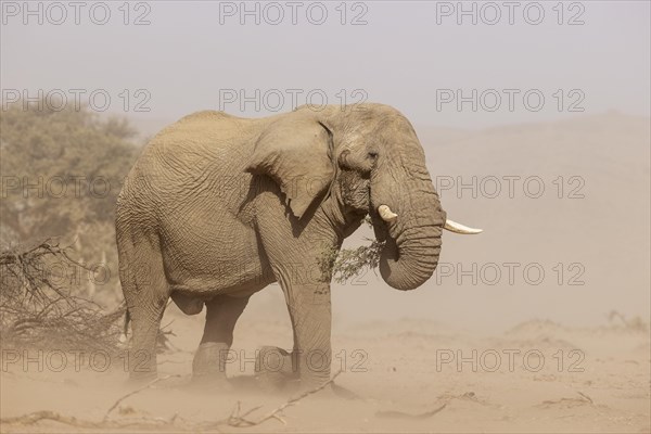 African Elephant