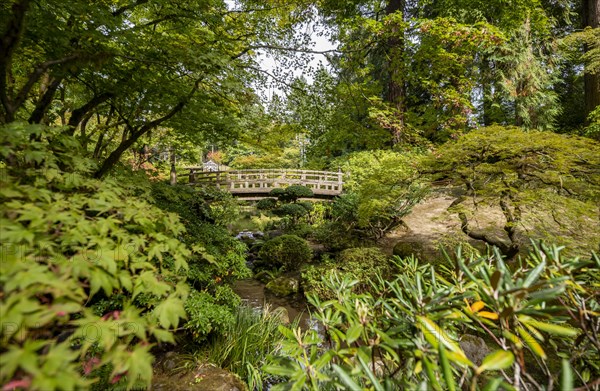 Bridge over an established stream