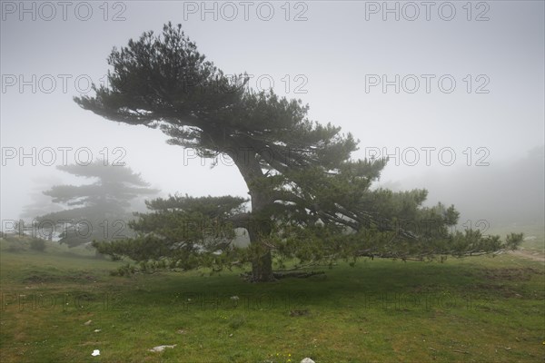 European black pines