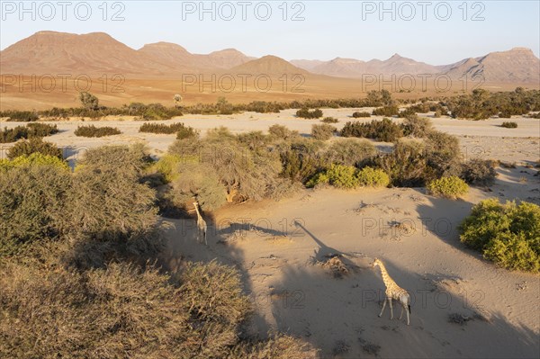 Angolan Giraffe