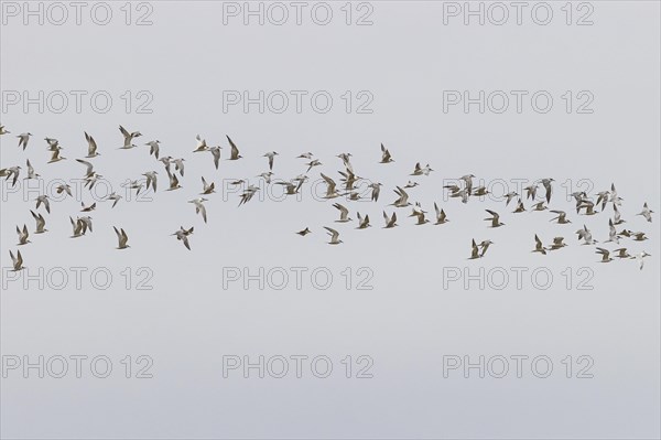 Sandwich tern