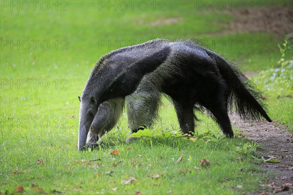 Giant anteater