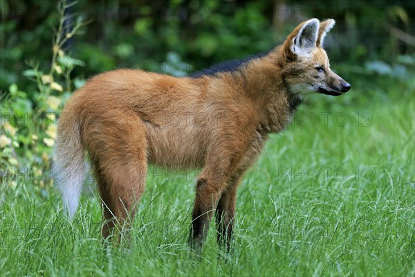 Maned wolf