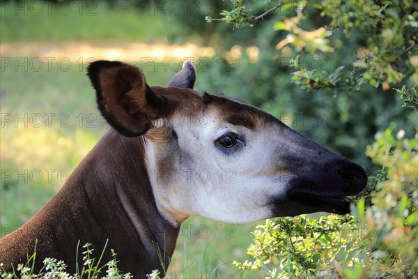 Okapi