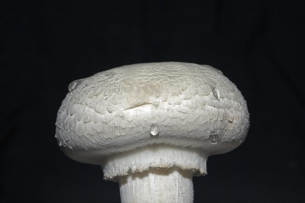 White horse mushroom