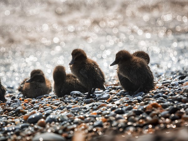 Several common eiders