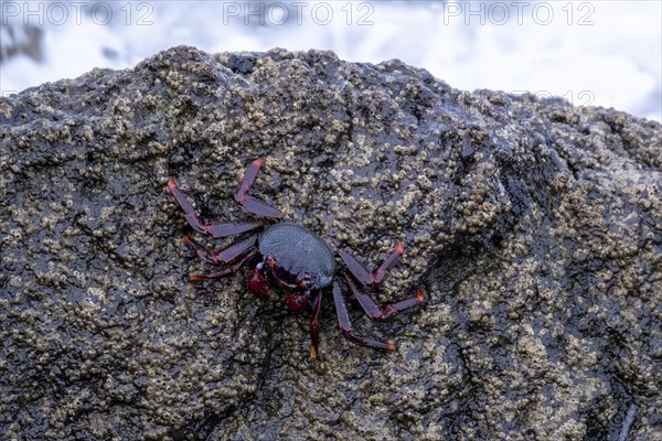 Red rock crab